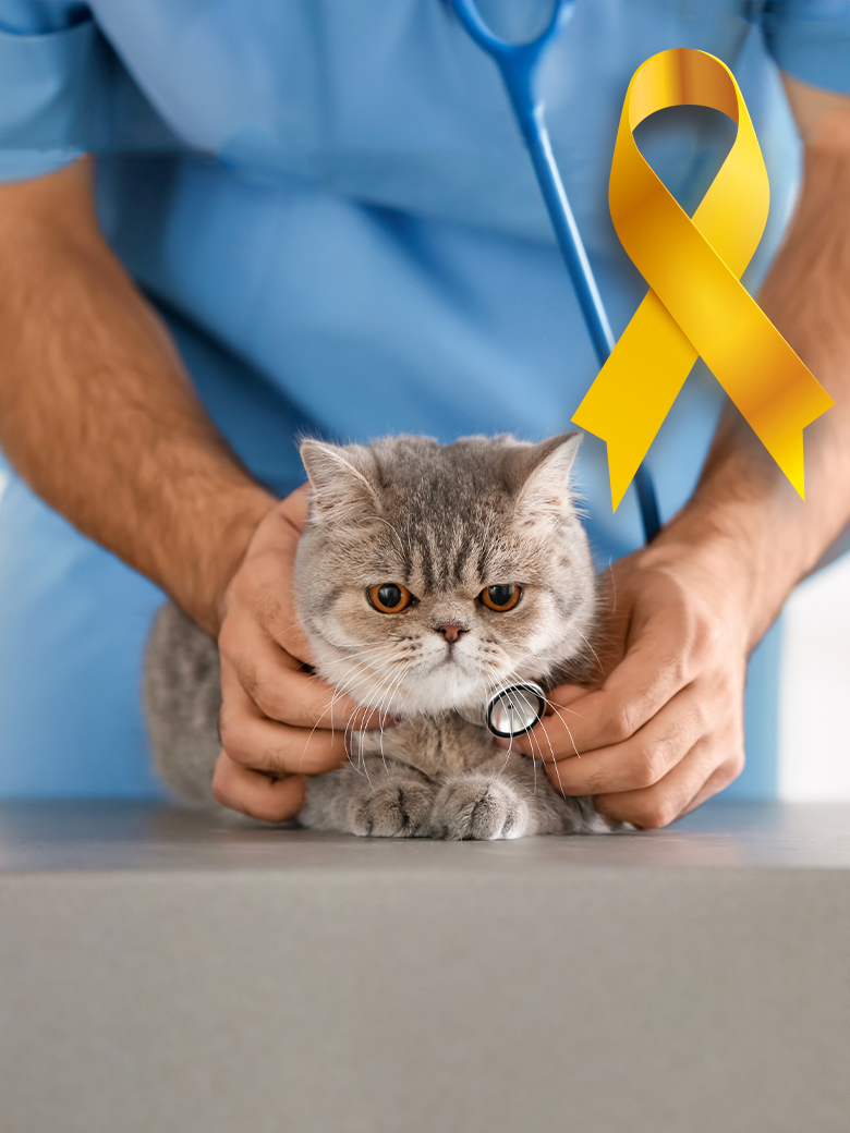 Como Foi a Sua Campanha para o Março Amarelo? Uma Reflexão Importante para Veterinários